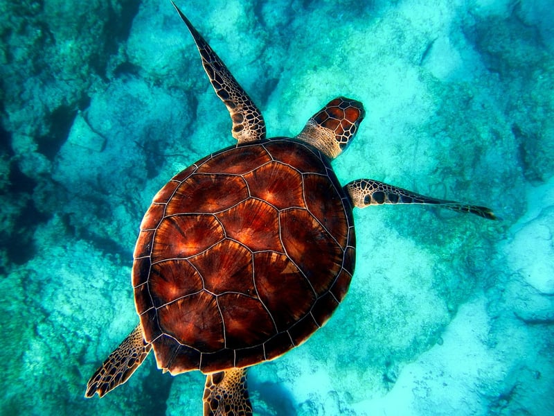 Snorkel